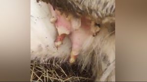 Кыргызстанда шарп ылаңы катталган, бирок абал туруктуу