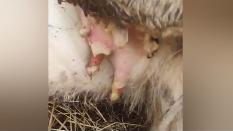 Кыргызстанда шарп ылаңы катталган, бирок абал туруктуу