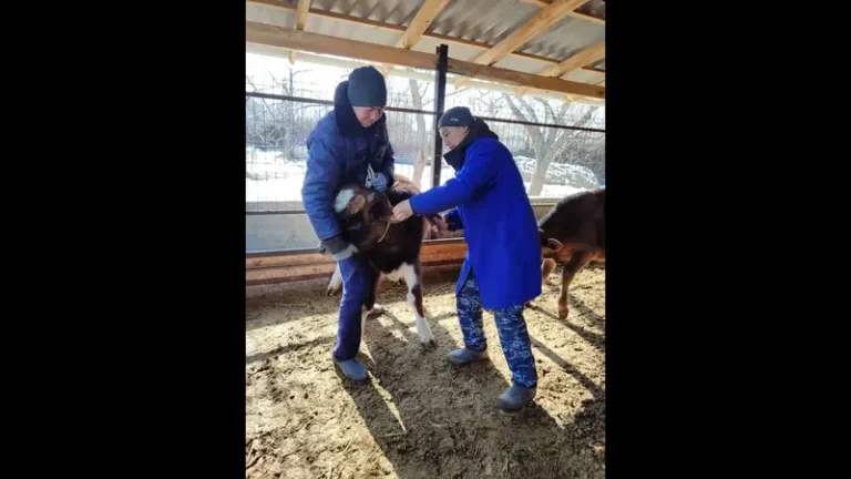 Малдын ылаңына каршы жазгы эмдөөлөр башталды