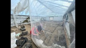 Нарын шаарында гүлдөр өстүрүлөт